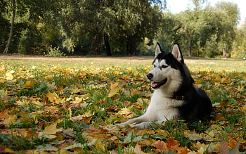 Animals, Dogs HD wallpaper