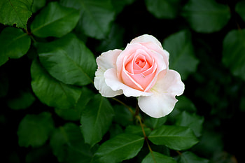 Flowers, Pink, Bush, Rose Flower, Rose, Bud HD wallpaper
