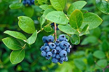 Blueberries, branch, green, blueberry, fruit, nature, berry, food HD wallpaper