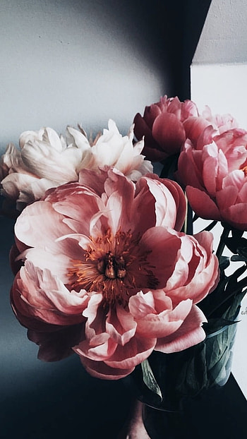 Flowers Aesthetic, Adorable Background HD phone wallpaper