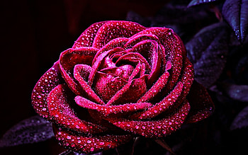 ROSE, COLOR, PETALS, FLOWER, LEAVES HD wallpaper