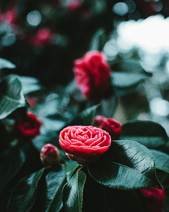 Flowers, Leaves, Flower, Bud, Bloom, Flowering HD phone wallpaper