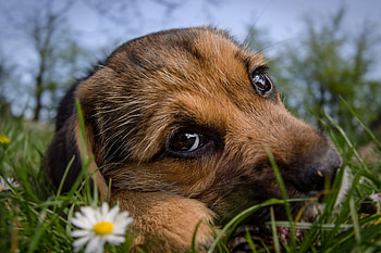Puppy, dog, animal, eyes, cute, summer, daisy, flower, caine HD wallpaper