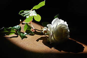 White rose, white, nature, flowers, roses HD wallpaper