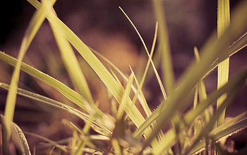 Grass, Plant, Macro, Blur, Smooth HD wallpaper
