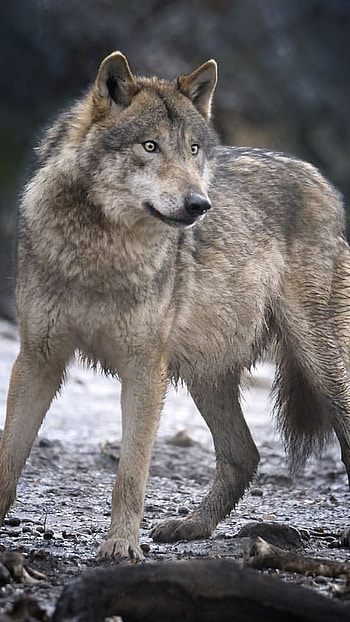 Wolf, Danger Wolf HD phone wallpaper