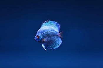 Close-up of a vivid blue discus fish, Symphysodon, swimming in a serene freshwater setting. HD wallpaper