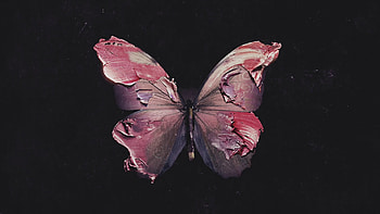 Unknown Butterfly, Butterfly, 3D, Colour, CG HD wallpaper
