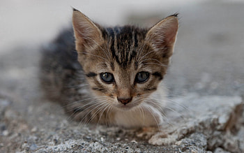 Animals, Stones, Kitty, Kitten, Lie, To Lie Down, Muzzle, Sight, Opinion HD wallpaper