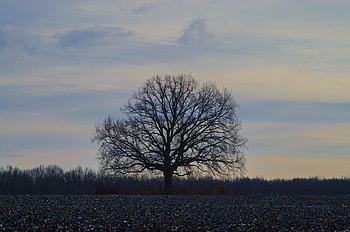 Oak tree, sunset, landscape, evening HD wallpaper