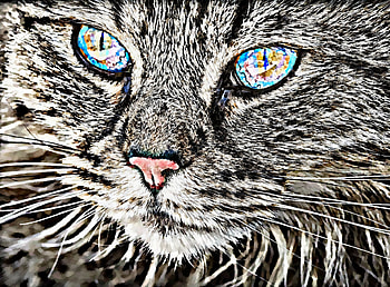 Drawing, Animal, Cat, Cats HD wallpaper