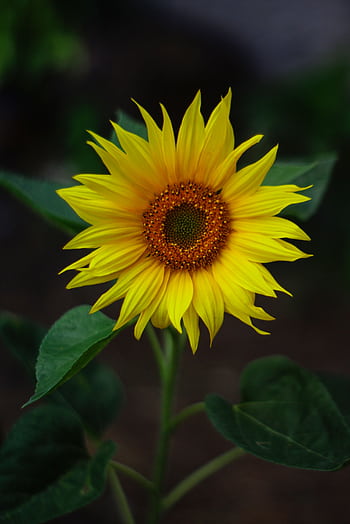 A beautiful yellow sunflower with vibrant petals in full bloom against a blurred background. HD phone wallpaper