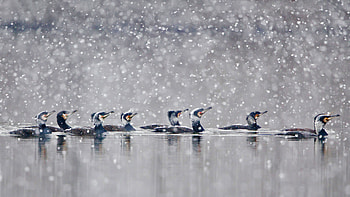 Great cormorants gliding through a snowstorm in Hesse, Germany, Animal HD wallpaper