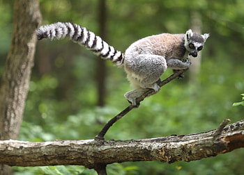 Ring Tailed Lemur, Animals, Duke lemur, Lemur center HD wallpaper