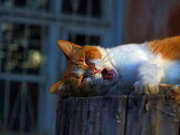 Animals, Cats Vs Dogs HD wallpaper