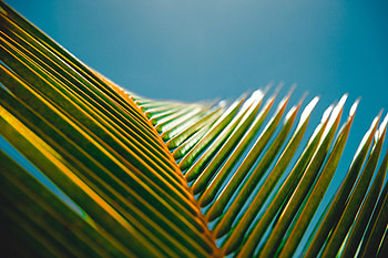 Green Leaves 2 , green, leaves, nature HD wallpaper