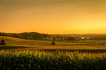 Nature, Usa, Field, United States, Ohio, Corn, Scope, Spaciousness, Maize HD wallpaper