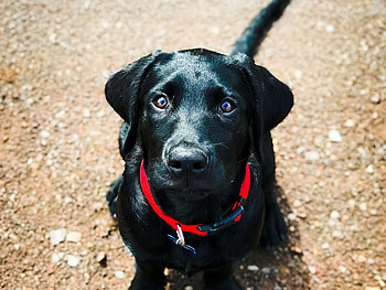 Black Labrador Retriever, Puppy , Adorable breed HD wallpaper