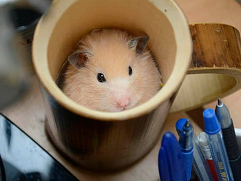 CUTE HAMPSTER, HAMPSTER, CUTE, , CUP HD wallpaper