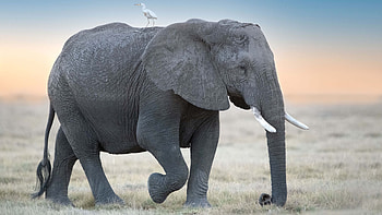 Egret Bird Is Standing On Elephant In Blue Sky Background During Sunset Elephant HD wallpaper
