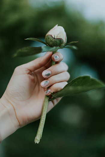 Flower, Plant, Hand, Miscellanea, Miscellaneous, Bud, Pion, Peony HD phone wallpaper