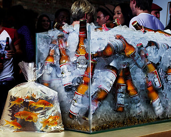 cold beer - Bud, nice evening, nice time, nice beer, nice freind HD wallpaper
