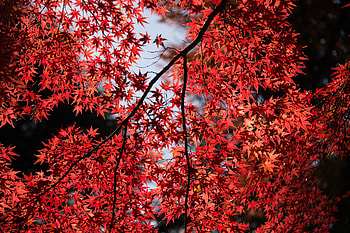 Red Leaves Tree Close Up , leaves, red, trees, nature, tree HD wallpaper