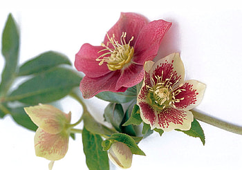 flower rosa, rosa, green, flower HD wallpaper