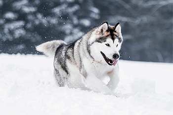 Alaskan Malamute , Az animals, Alaskan Malamute, Animal HD wallpaper