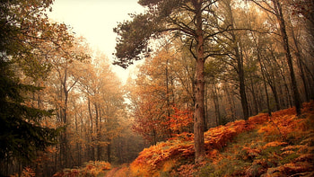 Landscape, Nature, Trees HD wallpaper