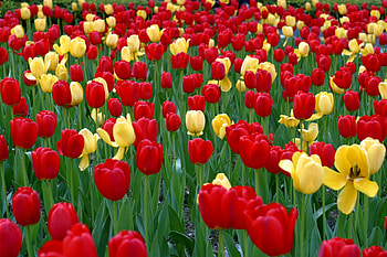 Flowers, Tulips, Greens, Flower Bed, Flowerbed, Spring HD wallpaper