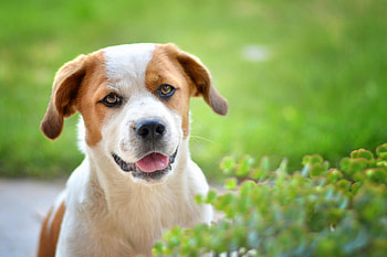 Dog, sweet, animal, dogs, cute, beautiful, puppys, puppy, pretty, animals, lovely HD wallpaper