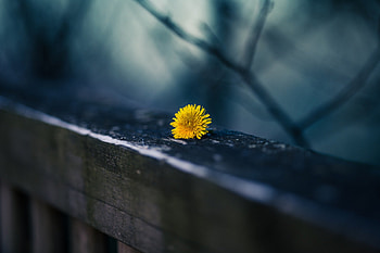 Flower of light, blue night, light, flower, nature, yellow daisy, beauty HD wallpaper