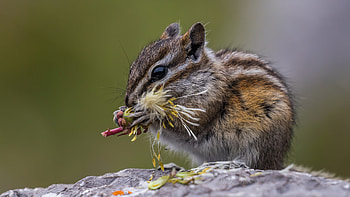 Chipmunk, animal, nature, rodent HD wallpaper