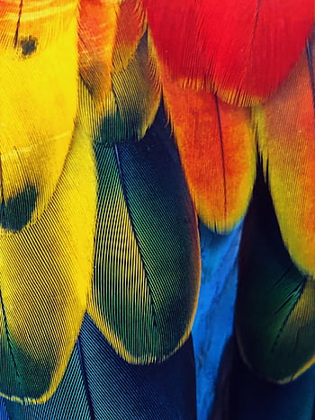 Close-up of colorful parrot feathers showcasing vivid textures and patterns. HD phone wallpaper
