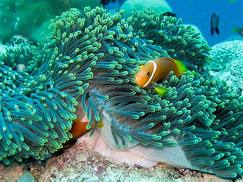 I'll Bed Here for the Night, fish, water, ground, ocean HD wallpaper