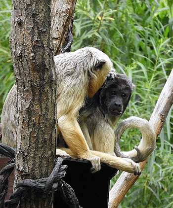 Couple, Howler Monkey HD phone wallpaper