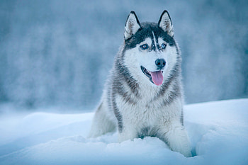 Cute husky dogs, Snow-loving wolf, Immense joy, Fluffy snow HD wallpaper