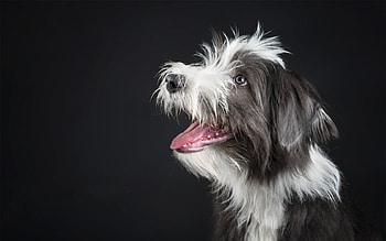 Puppy, animal, dog, white, black, cute, caine HD wallpaper