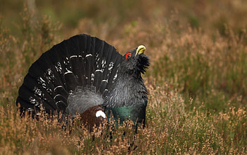 Animals, Grass, Bird, Wood Grouse HD wallpaper