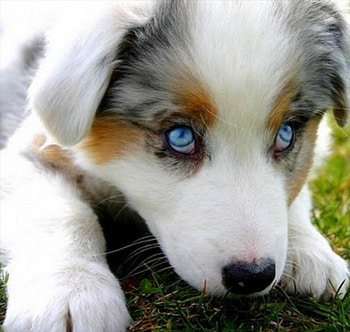 blue eyes puppy, dog, sweet, blue, eyes HD wallpaper