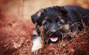 Animals, Muzzle, Sight, Opinion, Protruding Tongue, Tongue Stuck Out, Puppy HD wallpaper