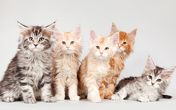 Cats, animal, white, cute, cat, orange, ginger HD wallpaper