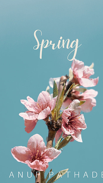 Anup Pathade, Spring, music, anup, instagram, spotify, india, google, news, artist, musican HD phone wallpaper