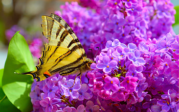 A butterfly on lilac flower, purple, butterfly, scent, beautiful, spring, fragrance, lilac HD wallpaper