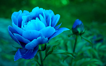 Flowers, blue, nature HD wallpaper