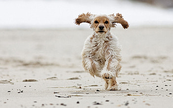 Animals, Fluffy, Dog, Bounce, Jump, Run, Running HD wallpaper