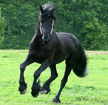 Keegan Galloping, larisa allen, horses, friesian, keegan HD wallpaper