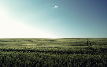 awesome, field, green, tranquillity, sky, relax, serenity, nice HD wallpaper