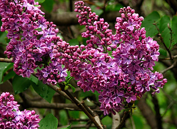 Flowers, Lilac, Close-Up, Bloom, Flowering, Branch, Spring HD wallpaper